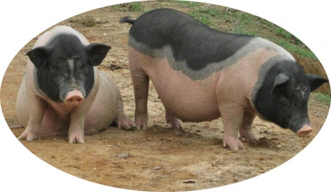 Nutrition Acide aminé Zinc méthionine Poudre additif alimentaire 99% Zinc méthionine 2