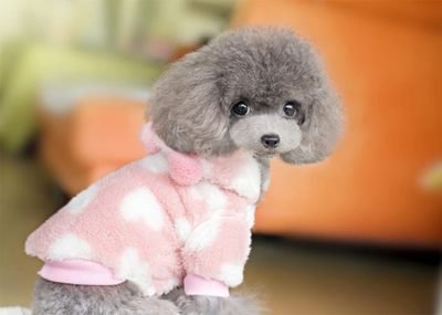 Suppl&eacute;ment multivitamin&eacute; Comprim&eacute;s multifonctionnels Chiens et chats Soutien immunitaire naturel et soulagement des allergies pour chien 2