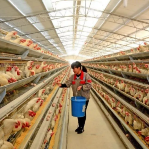 Latest company news about Comment les fabricants d’aliments pour animaux évaluent le magnésium chélaté d’acides aminés pour les formulations de prémélanges